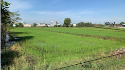Đất Nông Nghiêp Xã Mỹ Hanh Bắc-Đức Hoà