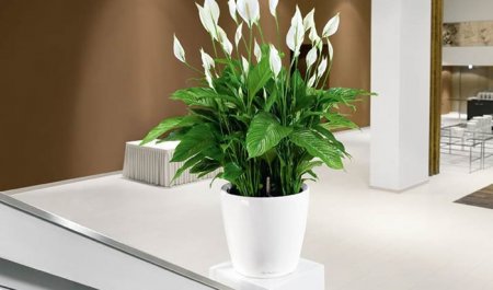 10 cây trồng trong phòng ngủ sản sinh oxy, thanh lọc không khí giúp bạn ngon giấc hàng đêm